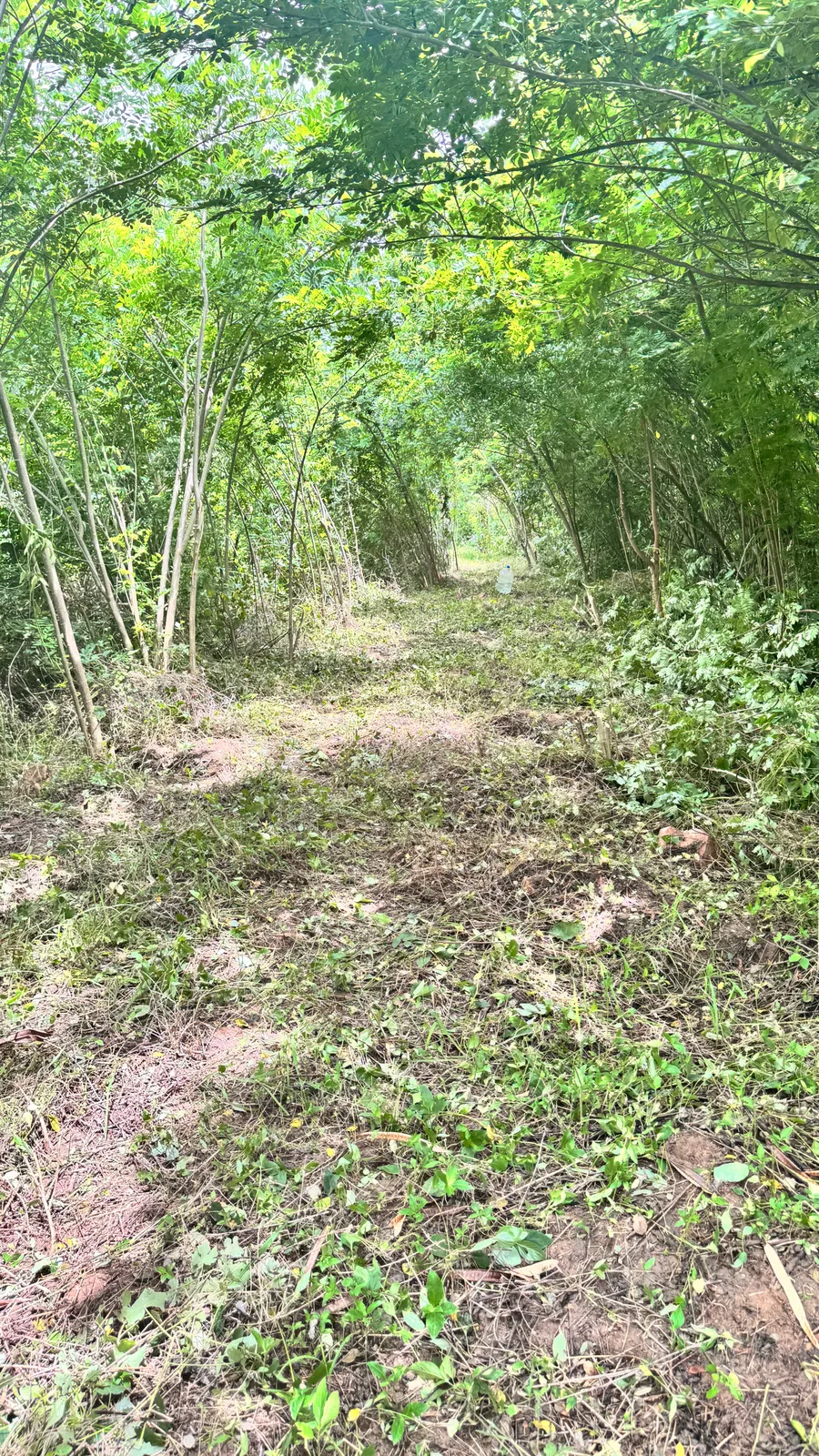 Forest Trees and Forestry