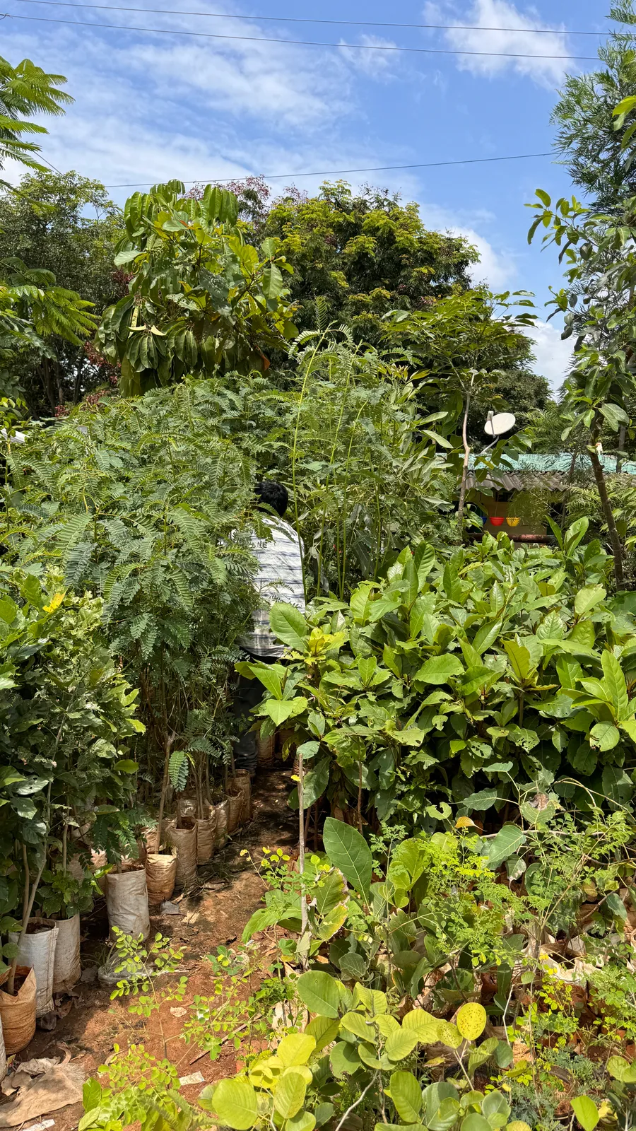 Forest Trees and Forestry