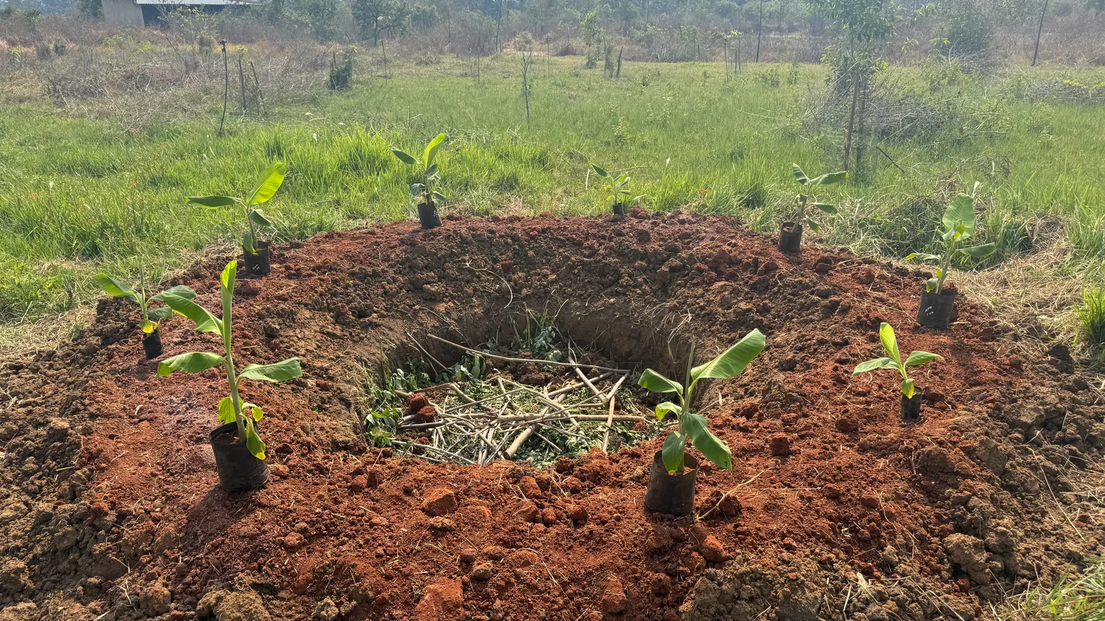 Banana Pits