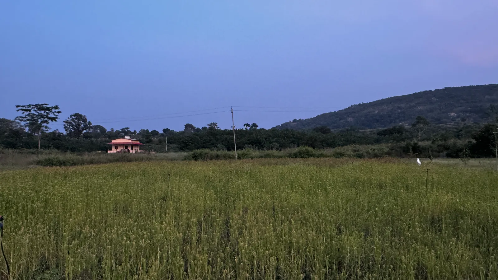 Crops