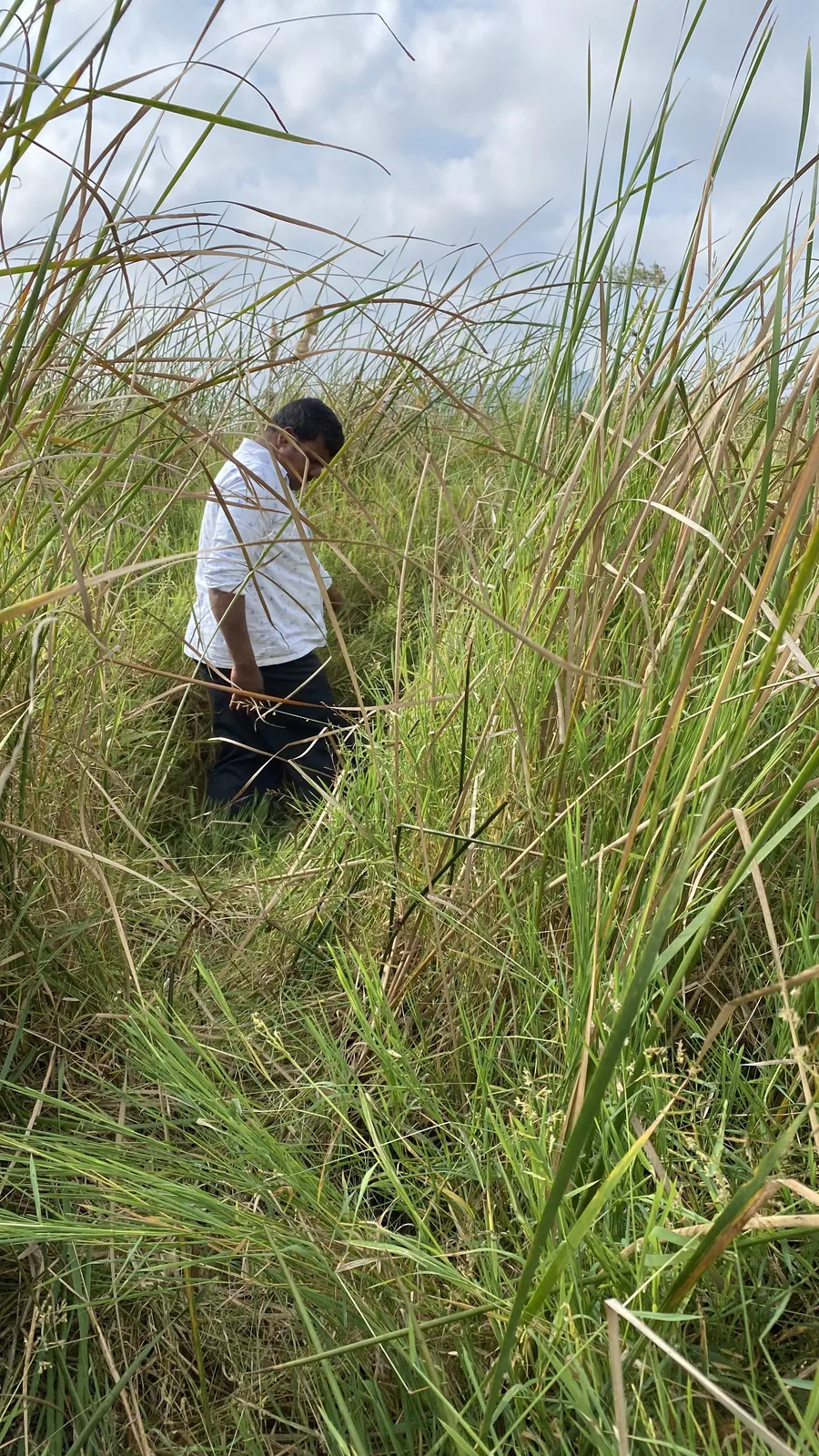 Tall reeds covered some of the area indicating more water.