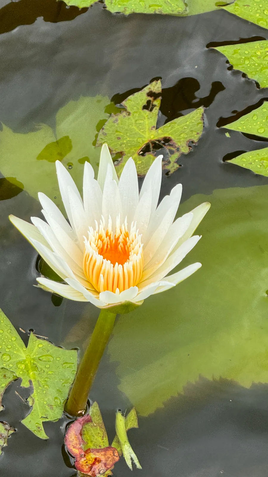 Lily Pond
