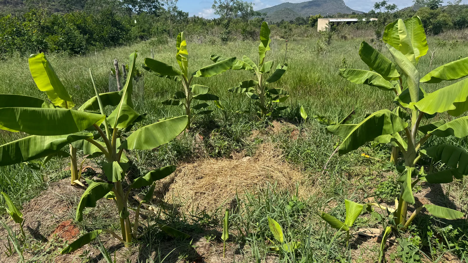 Banana Pits