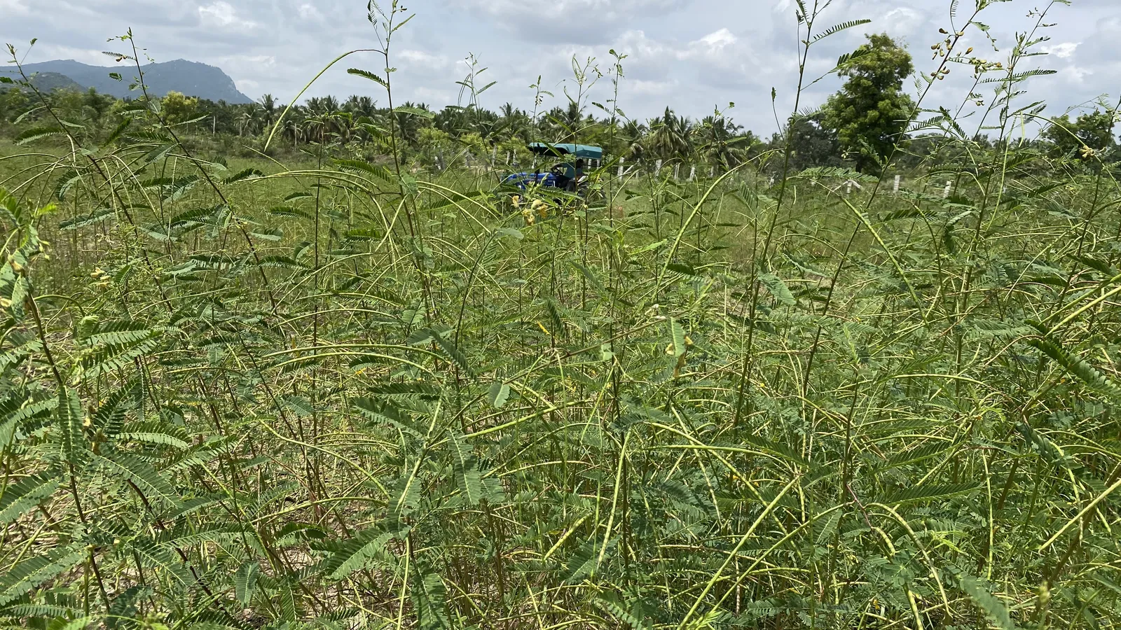 Crops